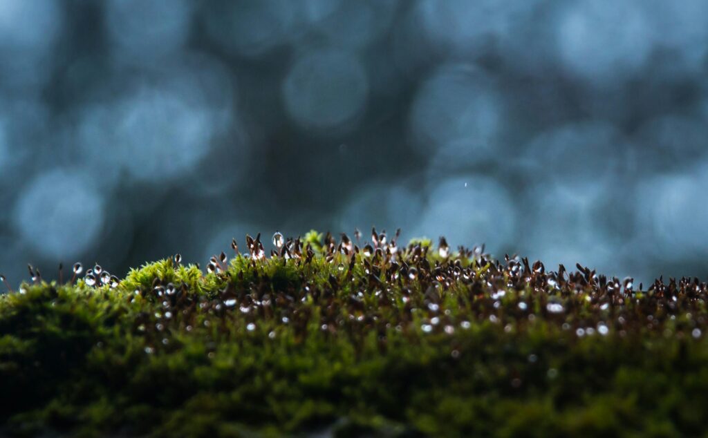 Macro shot of moss with dewdrops and blue bokeh backdrop, highlighting nature's serene beauty.